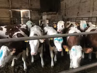 公牛, Galloway cow — 照片 7