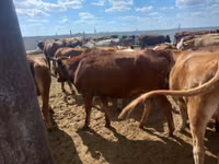 母牛, Red Steppe Cow — 照片 1