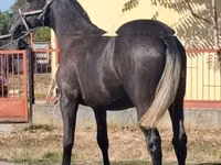 Cheval, Lipizzaner — photo 4