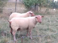 Carnero, Rouge de l’Ouest sheep — foto 2