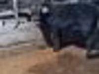公牛, Swedish red cattle — 照片 8