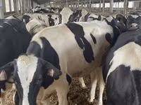 母牛, Holstein breed — 照片 3