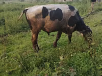 ثور, الماشية — الصورة 8