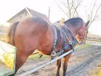 घोड़ा, Nonius horse — फ़ोटो 8