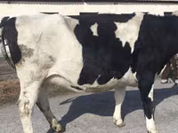 Vache, Russian Black pied cattle — photo 7