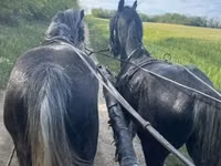 Caballos (lote, sexo no especificado), Lipizzaner — foto 4