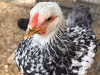 Brahma — foto 1