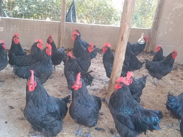 ऑस्ट्रेलॉर्प
