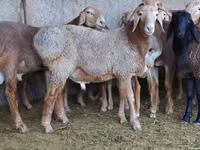 Ram, Sheep — photo 3