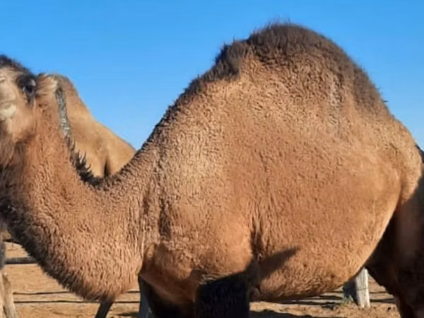 Camels (batch, sex not specified), Kazakh Bactrian camel