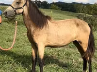 Yegua, Rocky Mountain Horse — foto 5