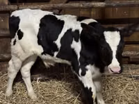Bulle, Russian Black pied cattle — Foto 5