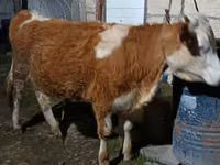 गाय, Simmental cattle — फ़ोटो 1