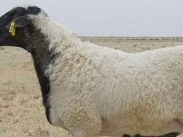 母羊, Ordabasy sheep