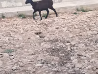 نعجة, الأغنام — الصورة 1