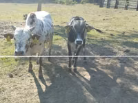 Bulle, Zebu — Foto 4