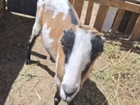Goat, LaMancha goats — photo 2