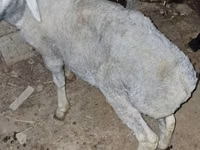 كبش, الأغنام — الصورة 4