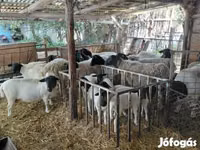 公羊, Dorper sheep — 照片 2