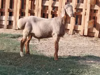 Ram, Rhon sheep — photo 8