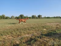 Cheval, Akhal-Teke — photo 1