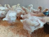 Chickens — Foto 1
