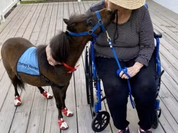 Hengst, Miniature horse
