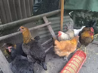Chickens — الصورة 4