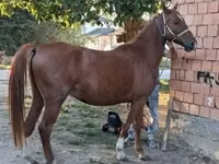 Cheval, Kisber felver — photo 4