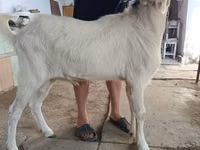 Boucs, Nubian Goat — photo 3