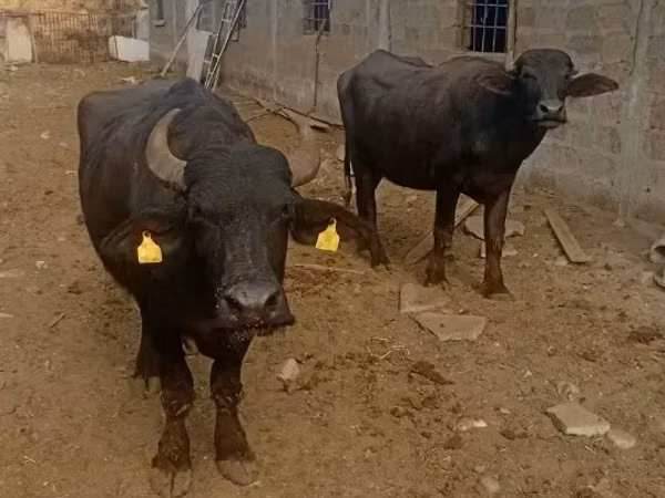 Cow, African Buffalo