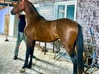 Hengst, Orlov Trotter — Foto 1