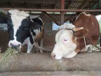 Bulle, Holstein-Rasse — Foto 1