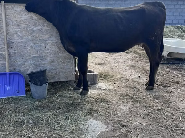 Kuh, Aberdeen-Angus