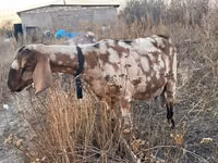 Chèvre, Nubian Goat — photo 2