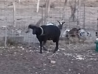 公羊, Shetland sheep — 照片 6