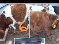 Rinder (Partie, Geschlecht nicht angegeben), Simmental cattle — Foto 1