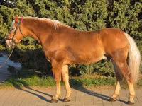 公马, Haflinger — 照片 1
