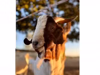 Cabro, Boer goat — foto 1