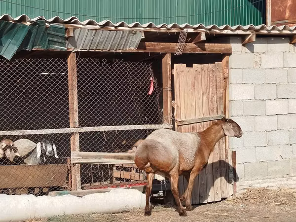 Widder, Edilbay sheep