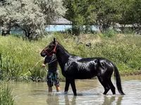 Caballo, Karachay horse — foto 1
