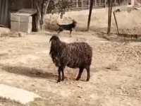 Sheep, Sheep — photo 3