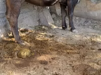Vache, Race Alatauskaya — photo 1