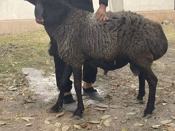 Bélier, Rhon sheep