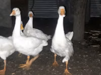 Geese — photo 3