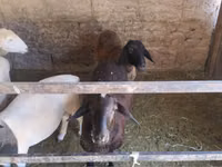 نعجة, Tian-Shan semifinewool sheep — الصورة 3