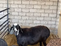 Schaf, Blackheaded Persian sheep — Foto 1