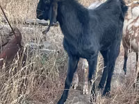 Chèvre, Beetal goats — photo 1