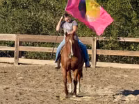 公马, Quarter Horse — 照片 5
