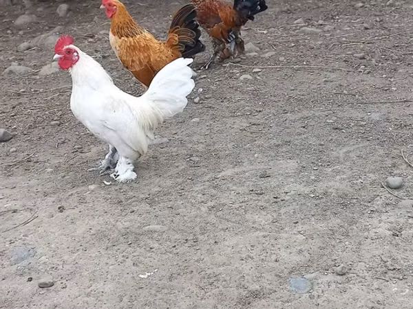 Chickens